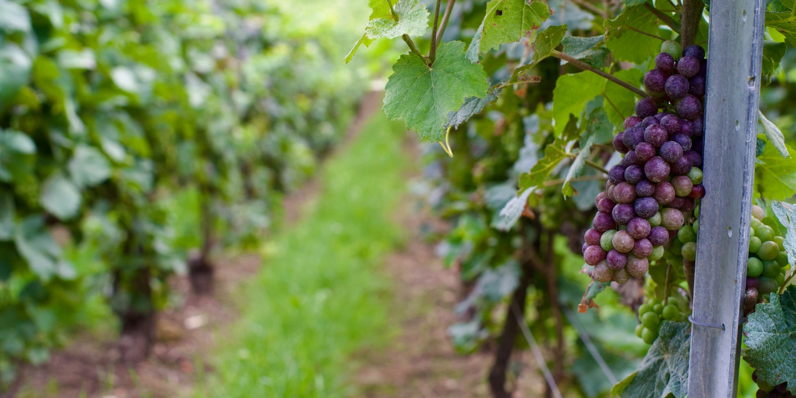 Comment Rédiger une Lettre de Motivation pour le BUT QLIO